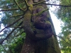 Tonquin beach wild tree