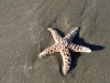 long-beach-starfish