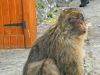apes-galore-in-gibraltar