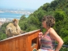 making-friends-with-the-reident-apes-in-gibraltar